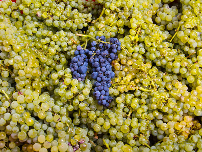Sperandio Vini Territorio